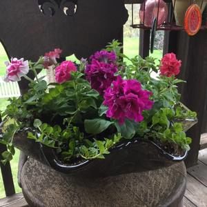 Meet your Posher, Virginia